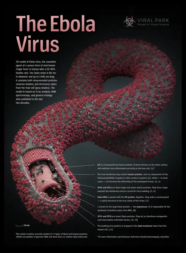 Ebola outbreak: Nigeria begins screening for deadly virus